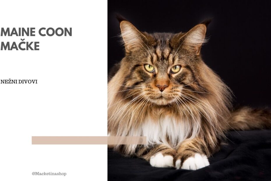 Maine coon mačke