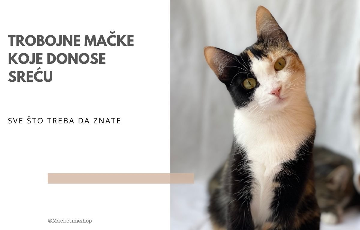 trobojne mačke donose sreću