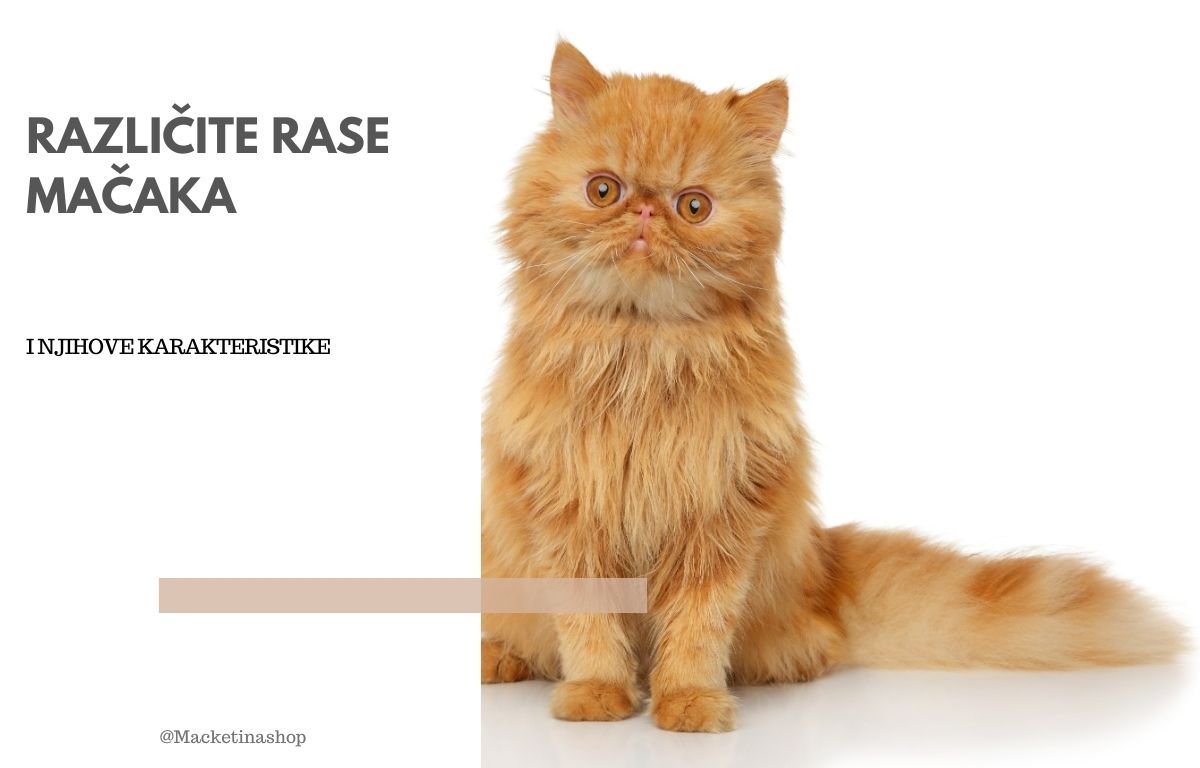 različite rase mačaka