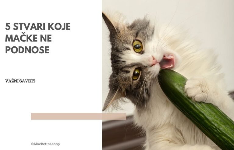 5 stvari koje mačke ne podnose
