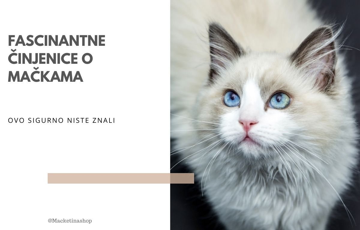Fascinantne činjenice o mačkama koje niste znali