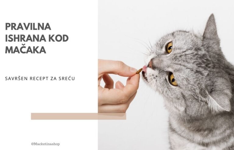 pravilna ishrana kod mačaka