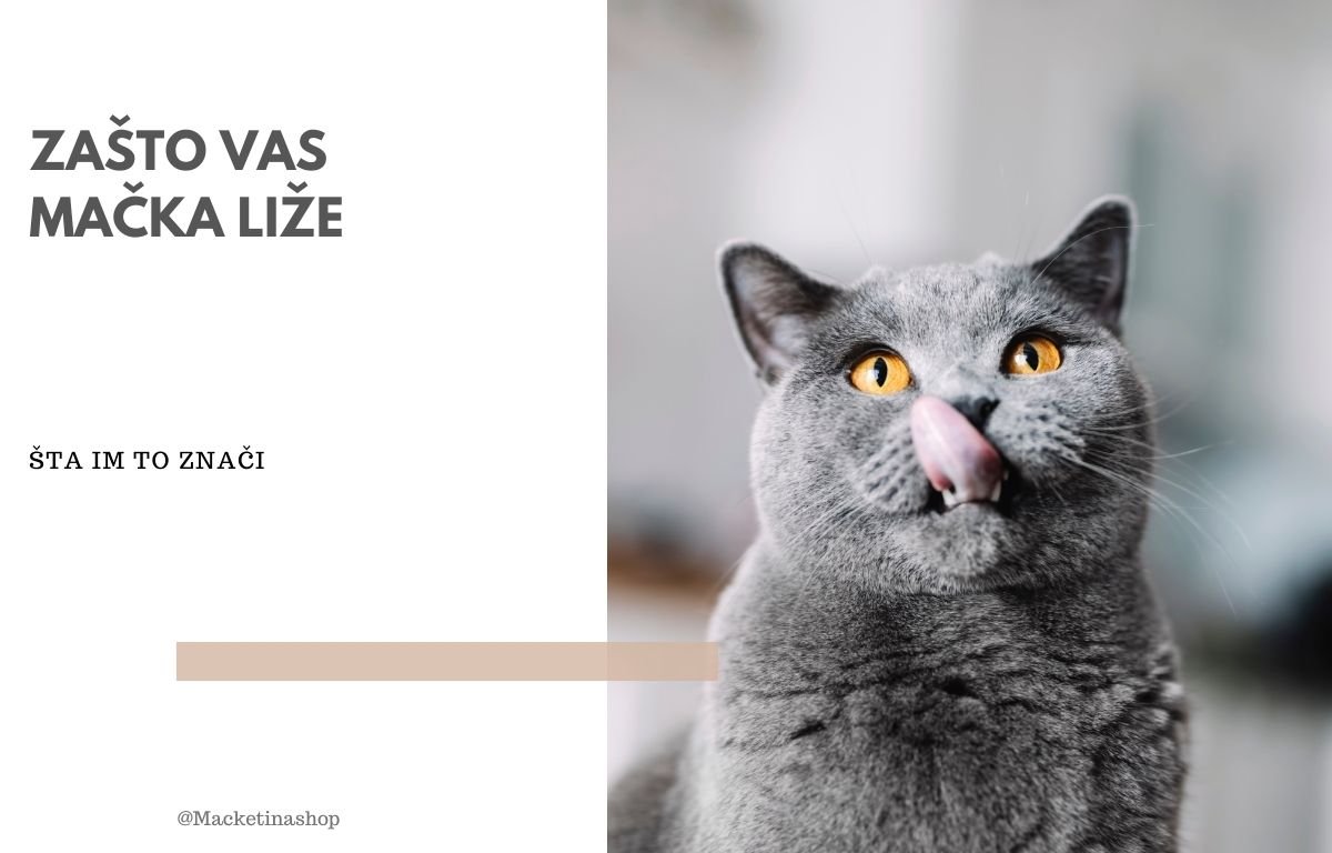 zašto vas vaša mačka liže