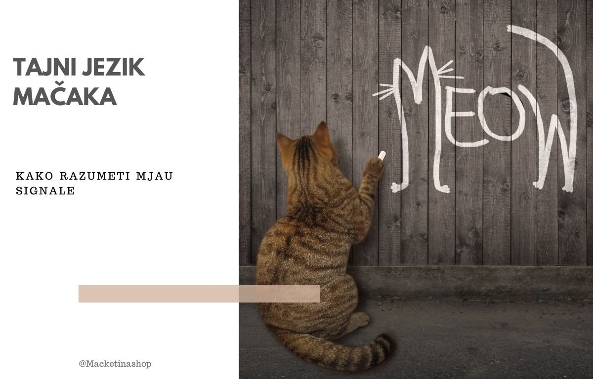 tajne jezika mačaka