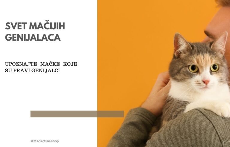 svet mačjih genijalaca