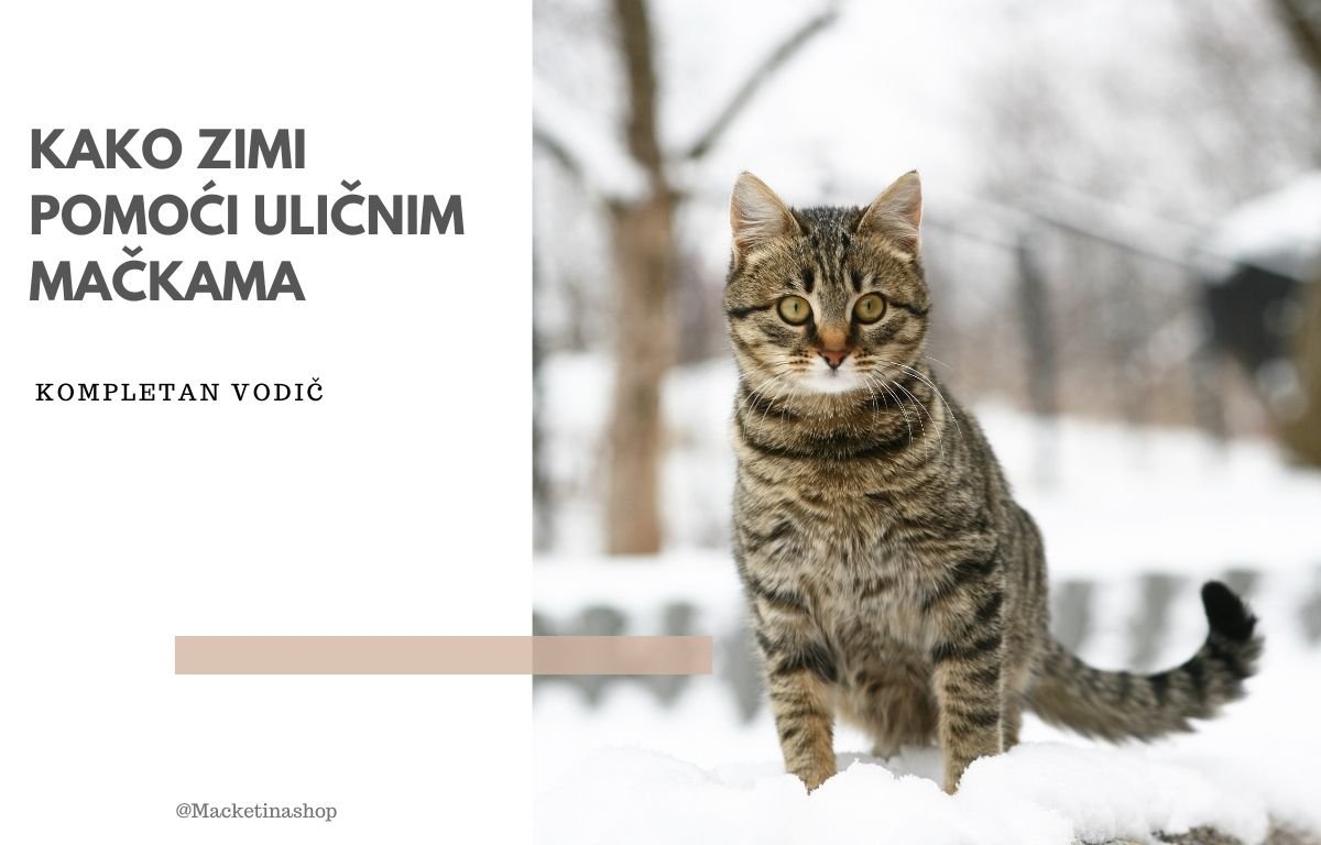 kako zimi pomoći uličnim mačkama