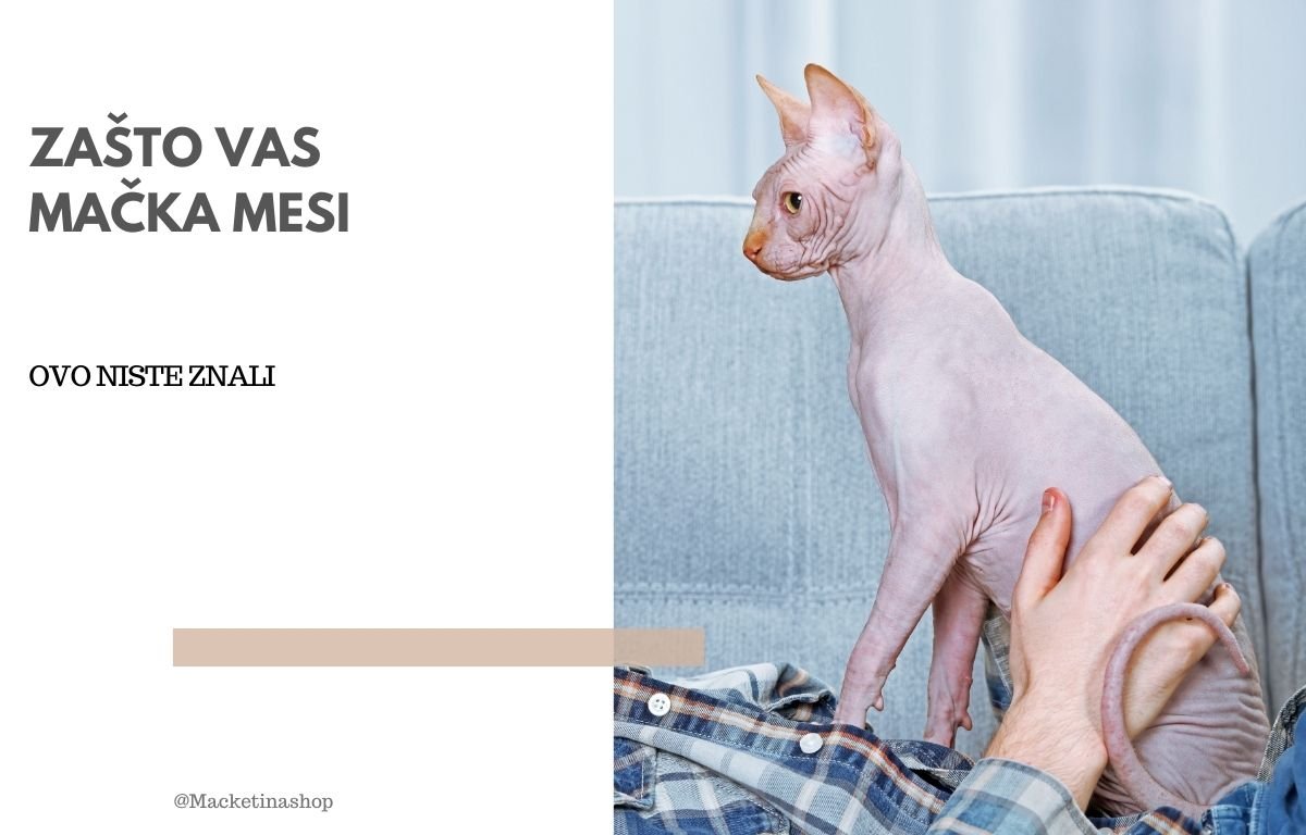 zašto vas mačka mesi