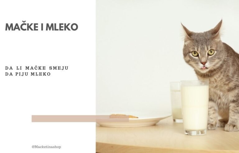 mačke i mleko