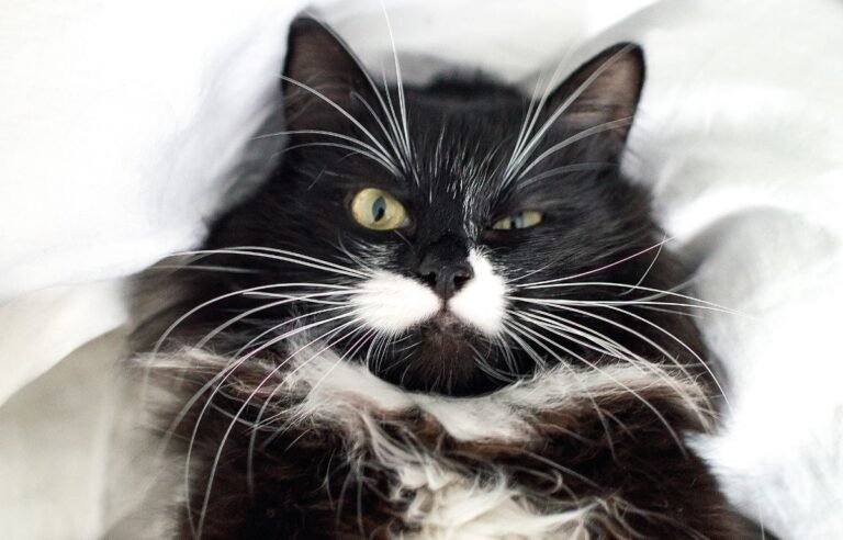 Crno bele mačke – krupni kadar crno bele mačke sa izraženim kontrastom dlake