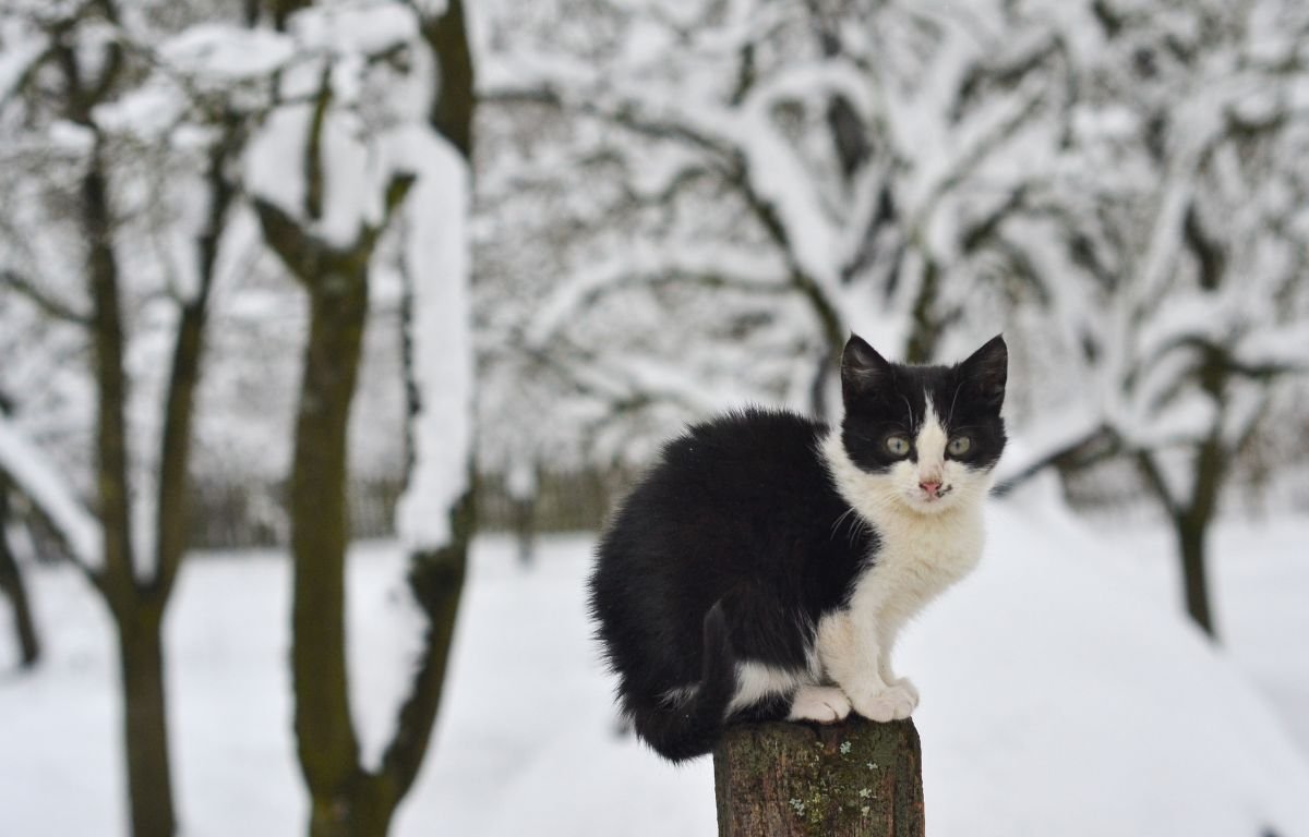 Ulično crno-belo mače sedi na drvenom stubu usred snežnog pejzaža, tokom hladne zime, simbol potrebe za pomoći uličnim mačkama zimi – Kako zimi pomoći uličnim mačkama