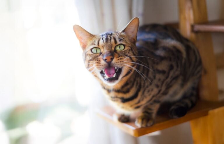 Mjaukanje kod mačaka – mačka mjauče i komunicira sa vlasnikom