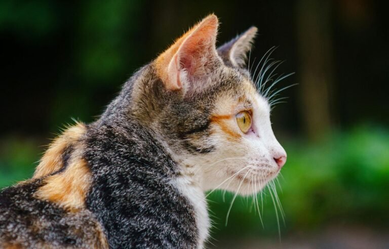 Trobojna mačka u profilu sa zlatnim očima i šarenim krznom u prirodnom okruženju – Trobojne mačke