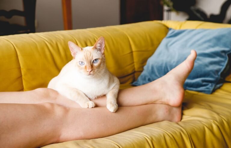 Mačka spava na vama – bela mačka odmara na nogama vlasnika na kauču