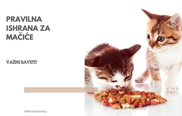 Zdrava ishrana za mačiće