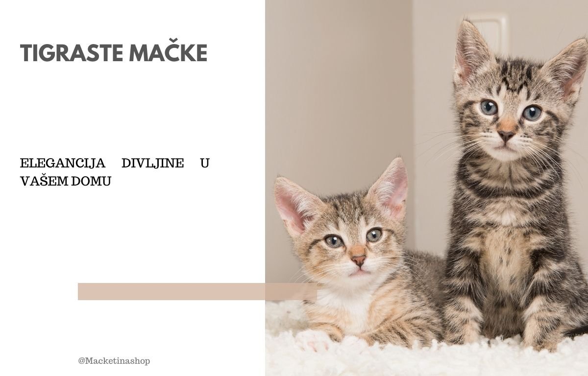 tigraste mačke