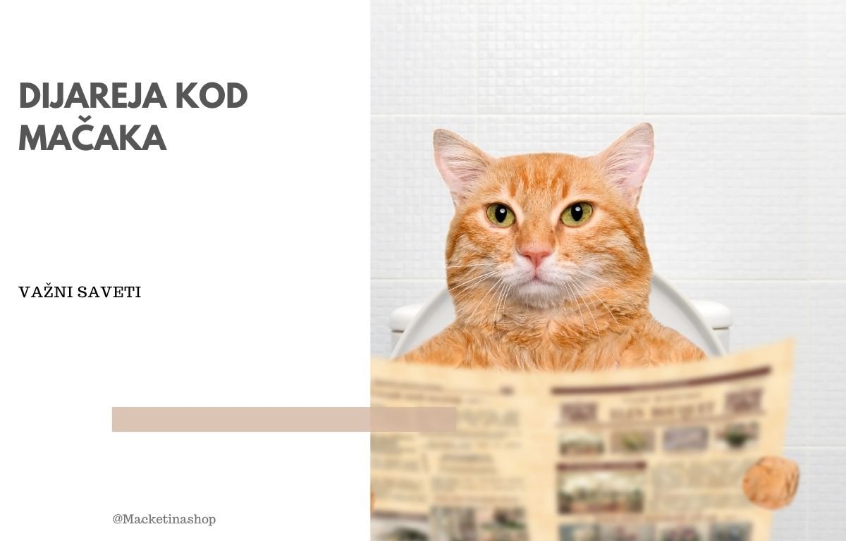 Dijareja kod mačaka
