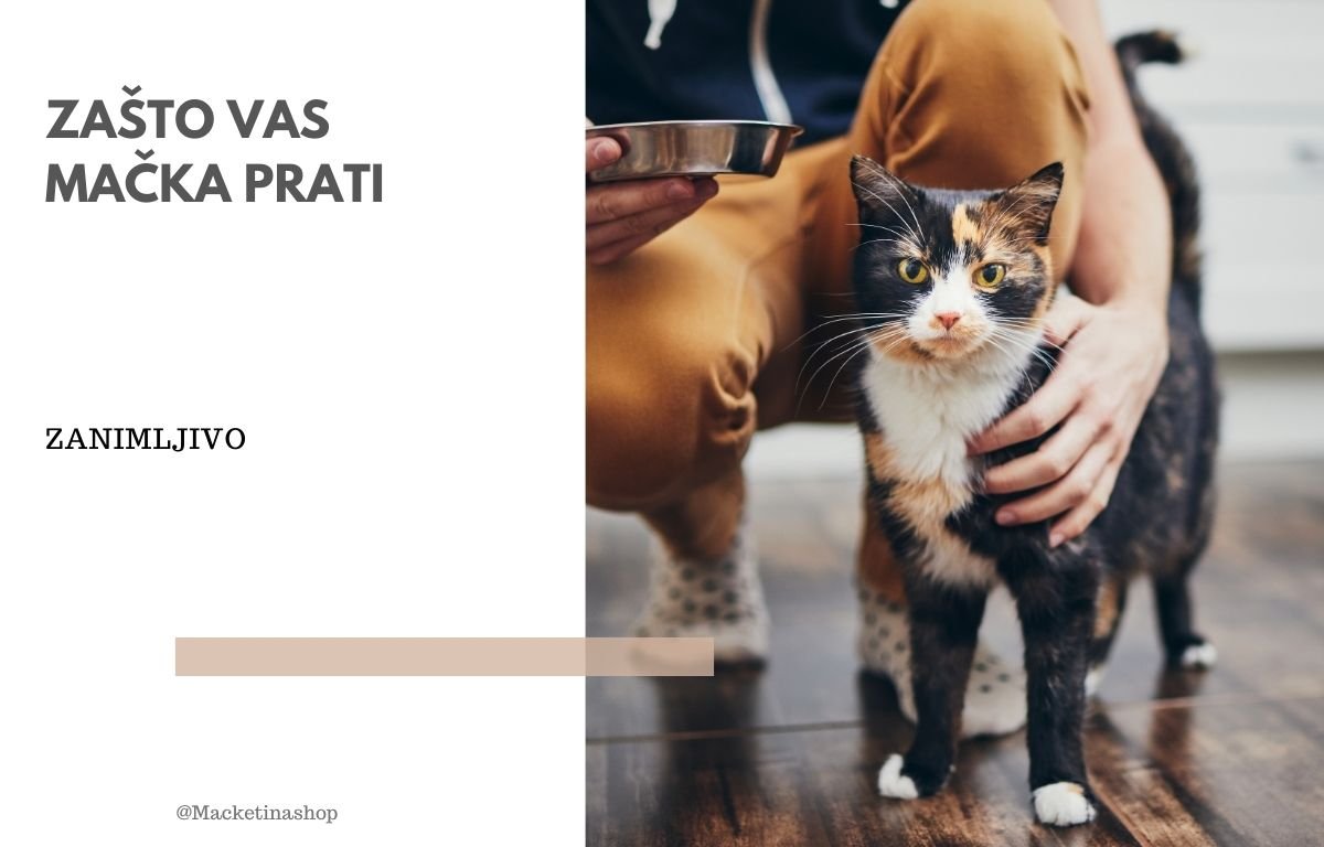 zašto vas mačka prati