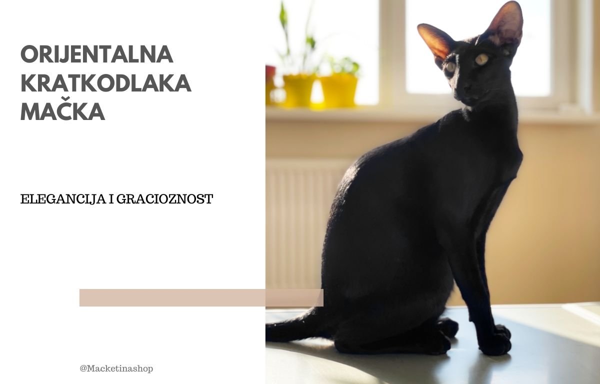 Orijentalna kratkodlaka mačka