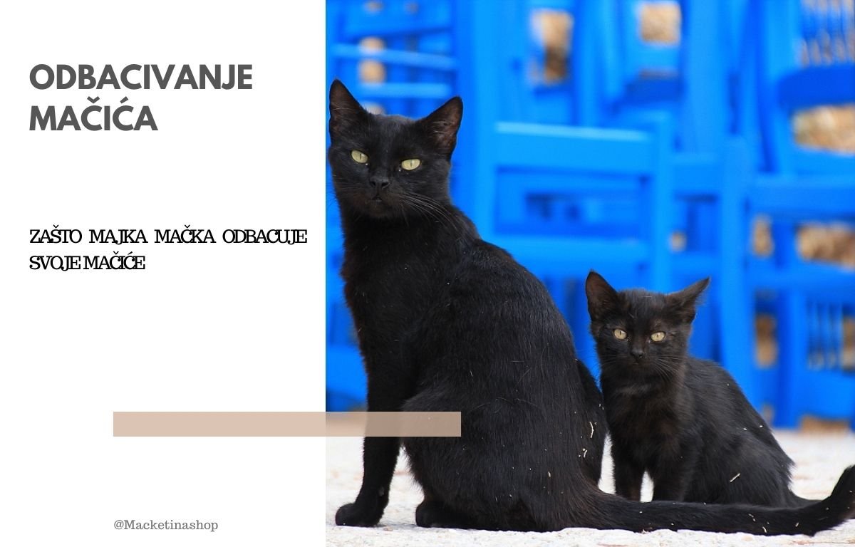 Odbacivanje mačića