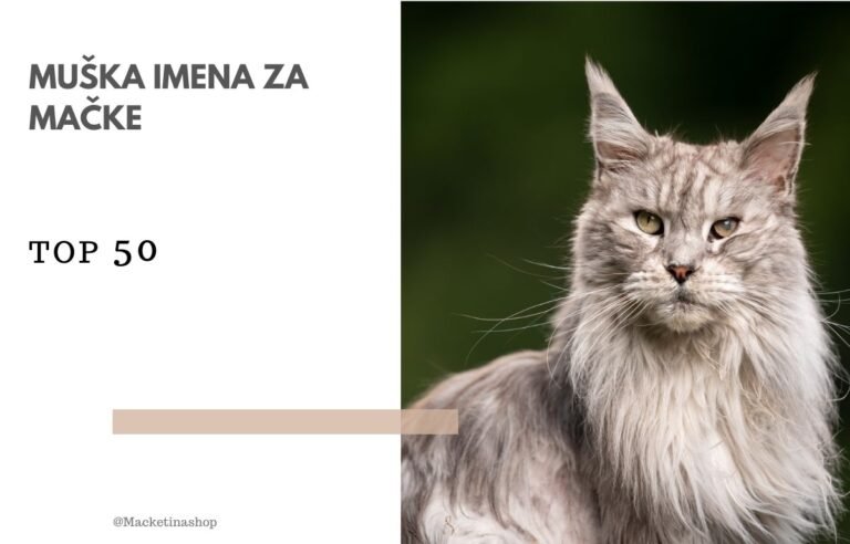 muška imena za mačke.