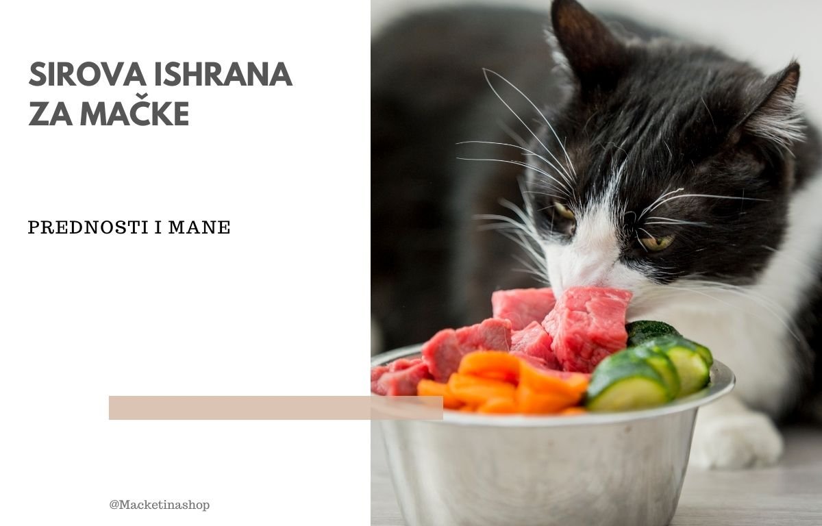 sirova ishrana mačaka