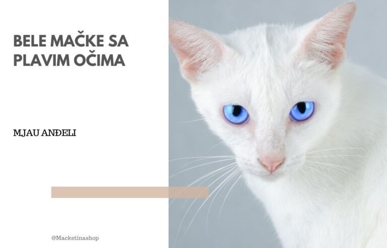 bele mačke sa plavim očima