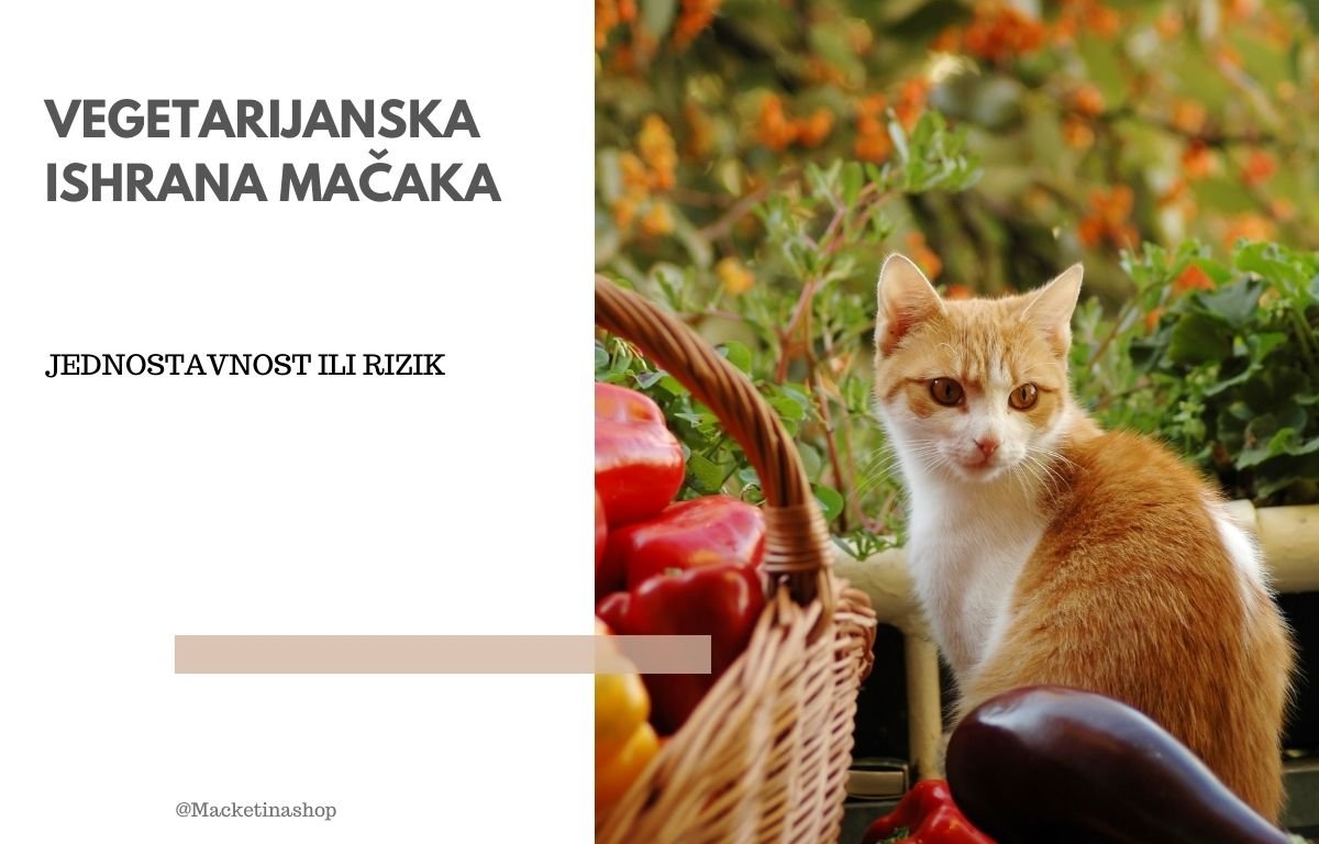 vegetarijanska ishrana za mačke