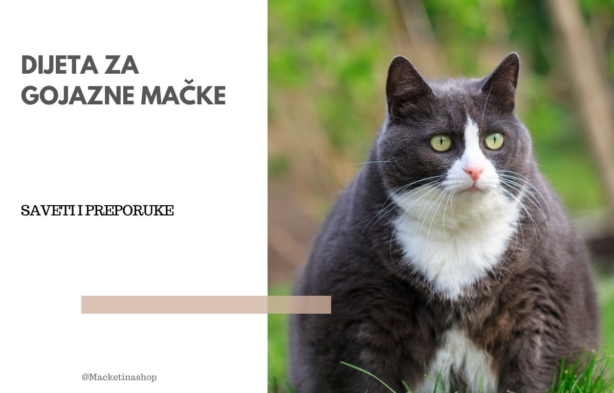Dijeta za gojazne mačke