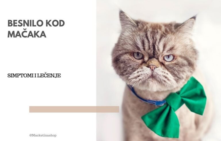 Besnilo kod mačaka