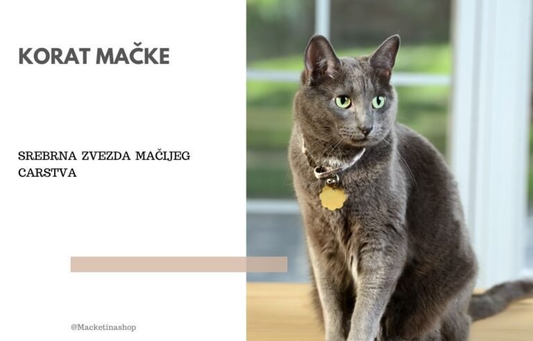 Korat mačke
