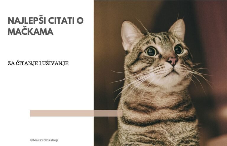 najlepši citati o mačkama