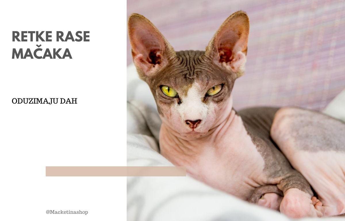 retke rase mačaka