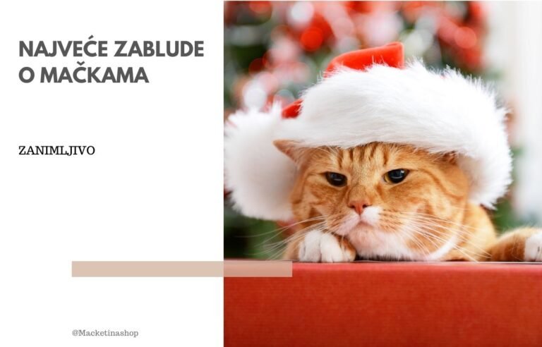 najveće zablude o mačkama
