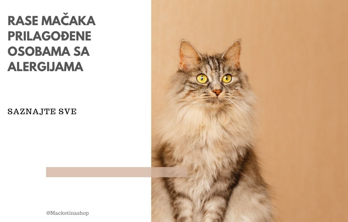 rase mačaka prilagođene osobama sa alergijama