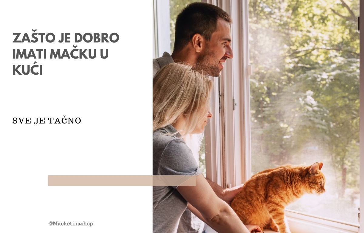 ašto je dobro imati mačku u kući