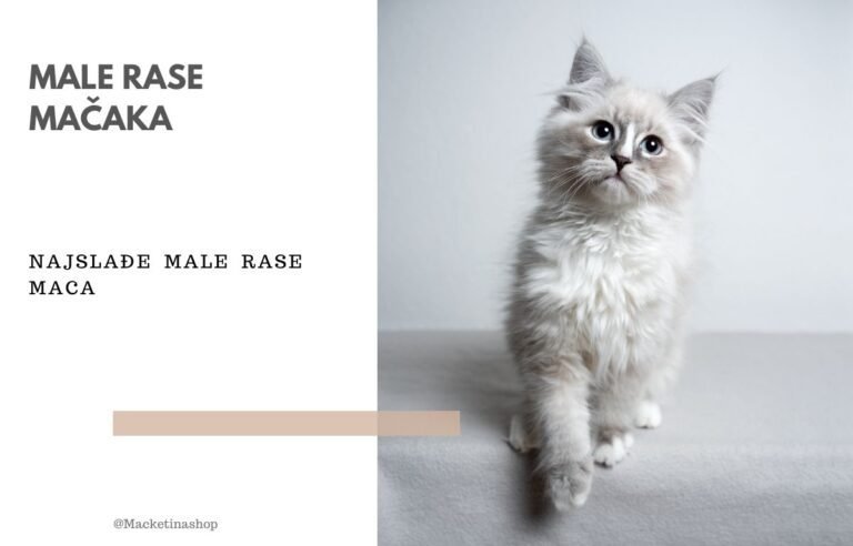 Male rase mačaka