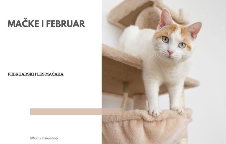 mačke i februar