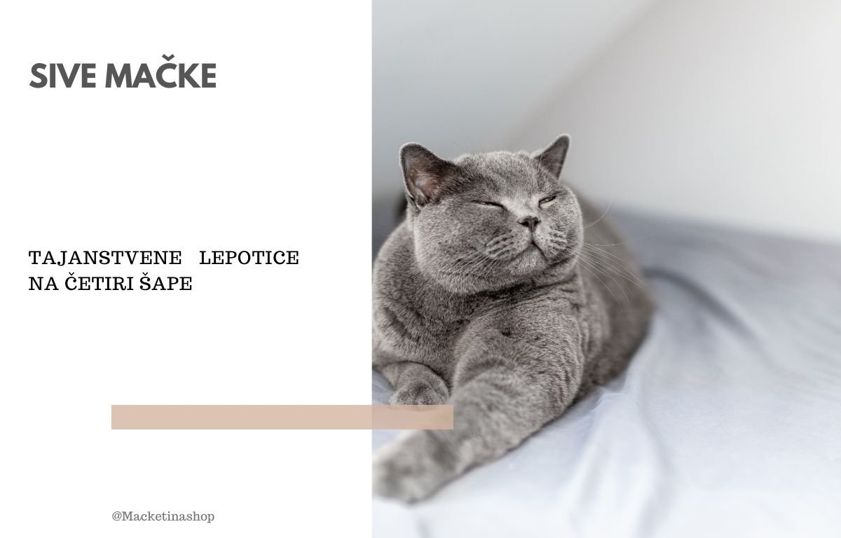 sive mačke