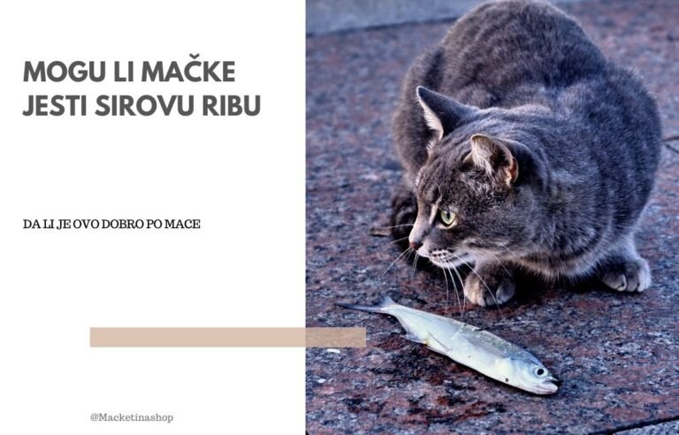 mogu li mačke jesti sirovu ribu
