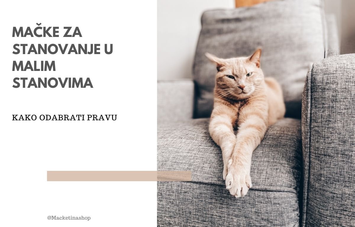 Mačke za stanovanje u malom prostoru