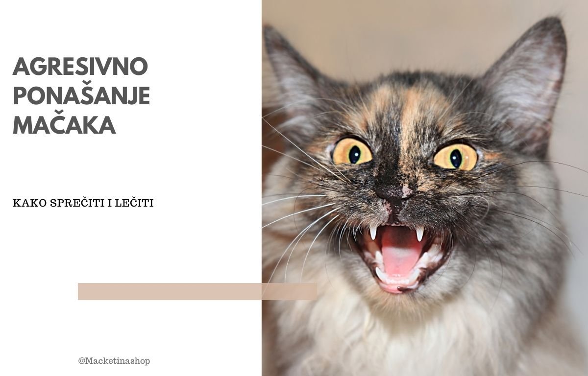 agresivno ponašanje mačaka