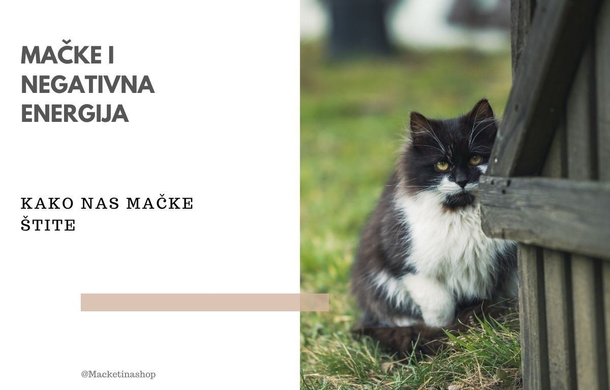 MAČKE I NEGATIVNA ENERGIJA