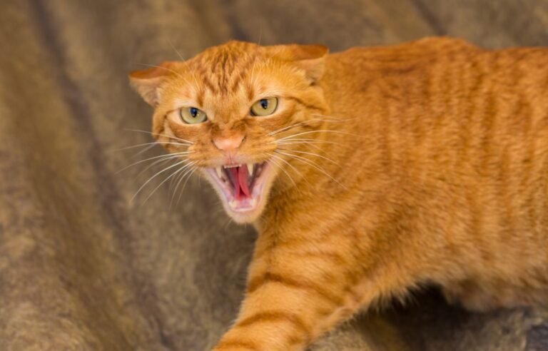 Besnilo kod mačaka – agresivna mačka pokazuje znakove besnila