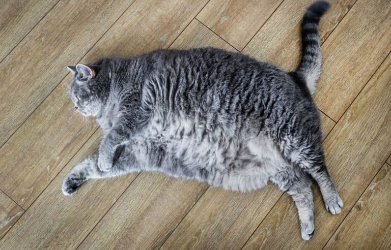 Dijeta za gojazne mačke – gojazna mačka sa viškom kilograma