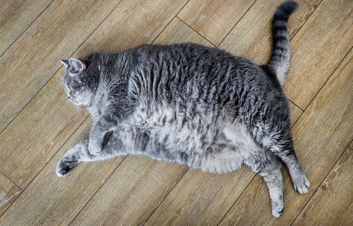 Dijeta za gojazne mačke – gojazna mačka sa viškom kilograma