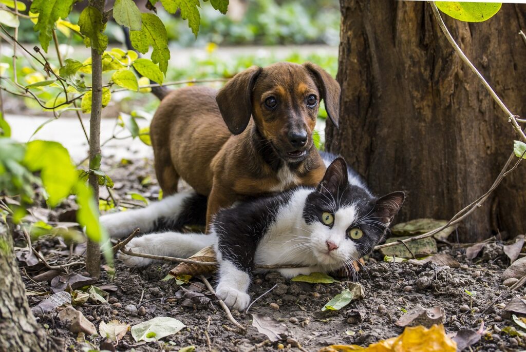 Rasne Mačke i Psi