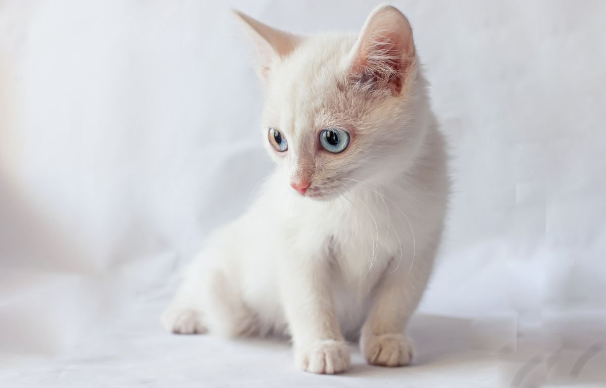 belo mače sa plavim očima – inspiracija za imena za mačke macketinashop