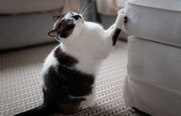 Kako sprečiti mačku da grebe nameštaj – mačka grebe ugao garniture u dnevnoj sobi