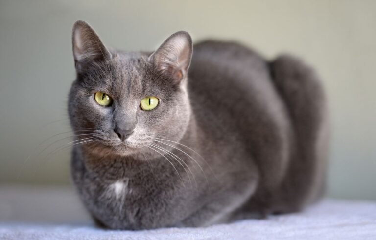 Korat mačke – siva mačka sa zelenim očima karakteristična za ovu rasu