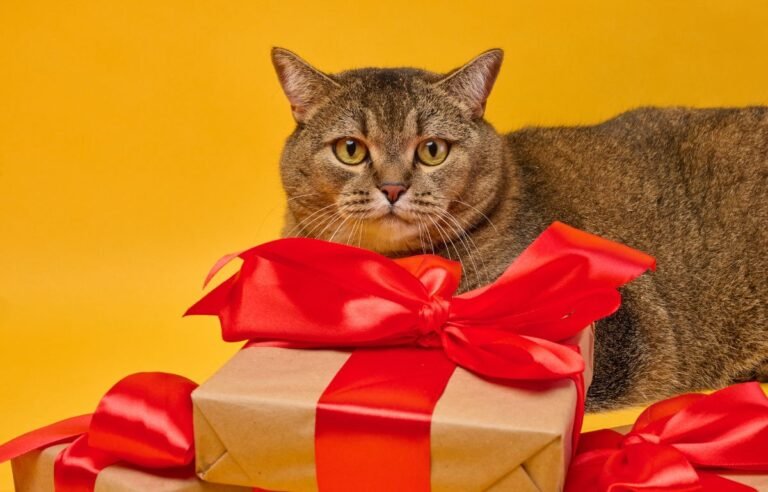 Mačka vam donosi poklone i pokazuje prirodan instinkt, poverenje i posebnu vezu sa svojim čovekom